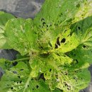 덕이 농장 이미지