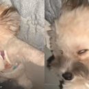 댕댕이# 이미지