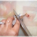 완도참전복 이미지