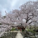 거창 수양벚꽃, 용원정 풍경, 무주 금강변 마실길(24.04.09) 이미지