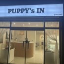 삼호동부로 | 안동강아지가정분양 슈나우저