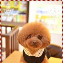 토미펫샵 이미지