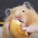 서울카레
