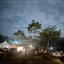 즐거운 애견 이미지