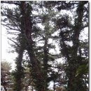 산유천 이미지