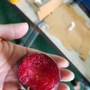 삼우농원 이미지