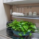 신초나라 이미지