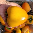 오늘 과일 이미지