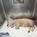 당찬우리동물병원 | 마산 유앤아이동물병원 강아지 고관절 탈구 수술 (대퇴골두절제술) 후기