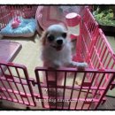 단이단비네 이미지