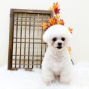 뽀프퍼피(POFF PUPPY) 이미지