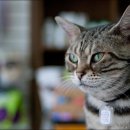 노룬산동물병원 이미지