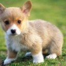 프리미엄캔넬 이미지