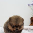 여기는 펫샵 이미지