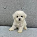 댕냥구리 강아지분양 고양이분양 구리본점 이미지