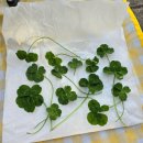 클로바농장 이미지