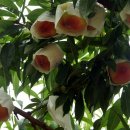 김영기 농장 이미지