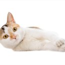 봄동물병원 이미지