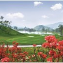 마에스트로 CC 이미지