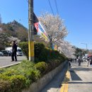 유달산 | 전남 목포 &#39;유달산 봄축제&#39; 후기 / 목포 벚꽃 명소 &#39;유달산&#39; 벚꽃 개화 현황