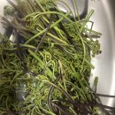 무릉외갓집 이미지