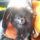 꼬마애견 이미지