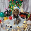 놀러오개 애견유치원 애견호텔 강남점 이미지