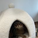 철이민박 이미지
