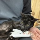 고미발톱 이미지