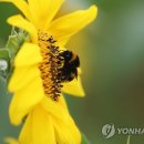 사자벌농장 이미지