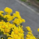 해와달 Daum카페