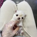 내 품 안의 반려견 마포점 | 마포강아지분양 언제나 건강하게 유지해요