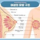 유두 통증의 원인 8가지 생리전 임신 배란기 유방암 남자는? 이미지