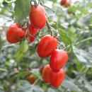 팔도상회 이미지