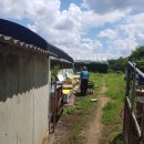 꿀벌농장 이미지