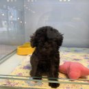 유어펫 일산본점 이미지