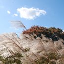 억새풀농장 이미지