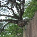 바위와소나무 이미지