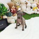 멍멍이샵 이미지