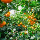 진하농장 이미지