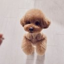 24시 아이동물메디컬센터 이미지