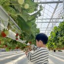 하늘농장 | 경기도 화성 딸기체험농장 하늘의별딸기 후기