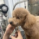 마이뷰티독 이미지