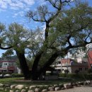 괴정1동-5 이미지