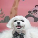 해맑은 애견미용 네이버블로그