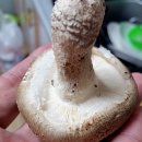 싱싱농원