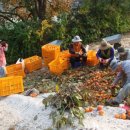 용촌농장 이미지