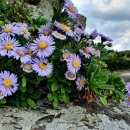 해국(海菊) / 김치경 작사. 신귀복 작곡. 이미지
