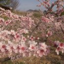 복사꽃피는마을 이미지