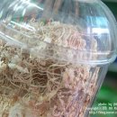 안중건강원 네이버블로그